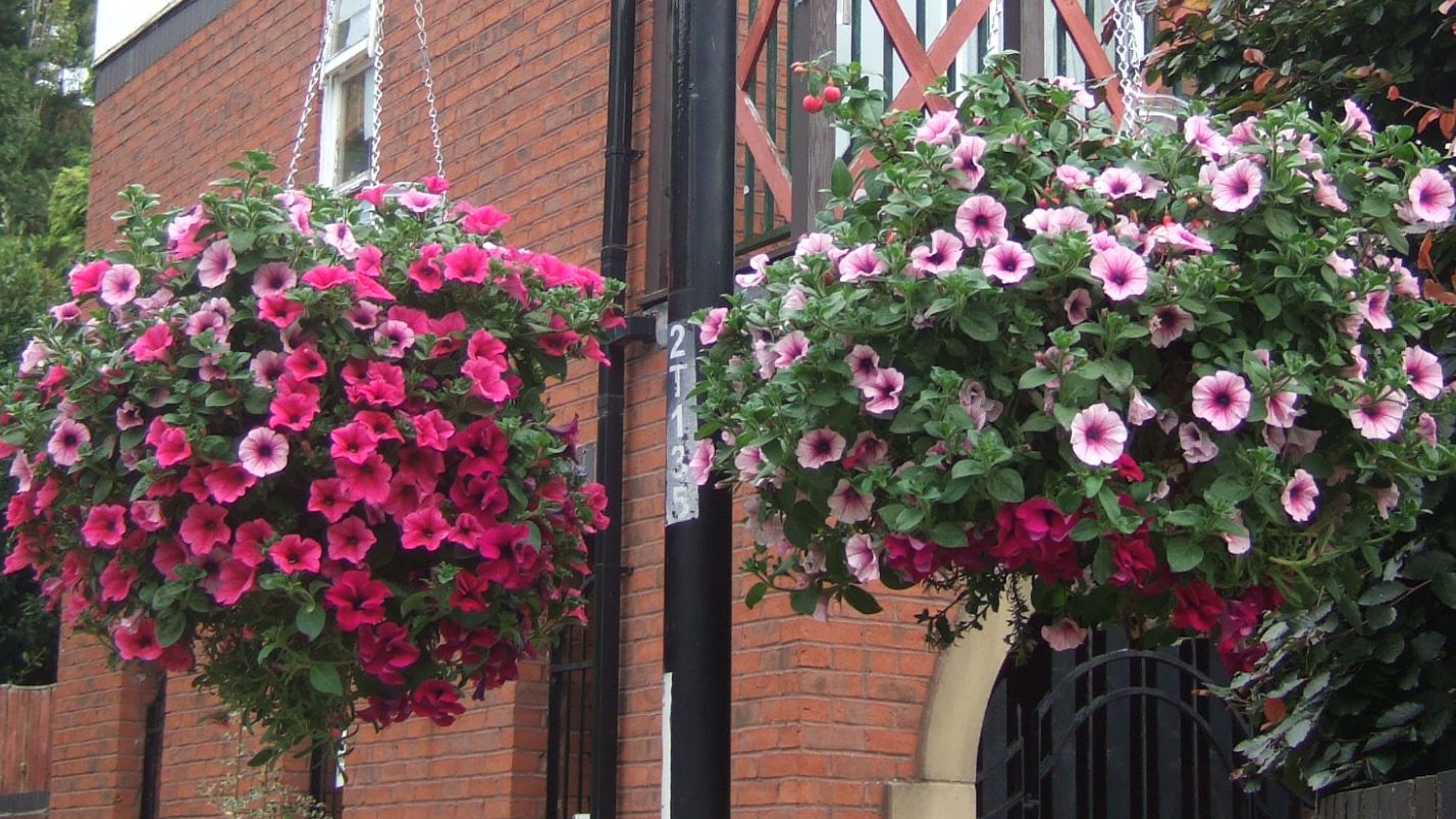 Trinity Courtyard, St Peter's Basin, Newcastle - Begonia